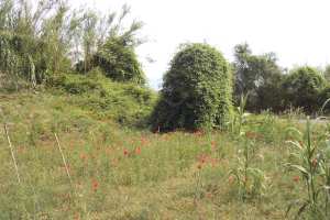 Xtrallusion photo library of independent, self-guided walking and sightseeing holidays in Italy. Pictures, images, photos and photographs taken along the way of this 1-day walking itinerary, to give you a visual impression of the day's walk.